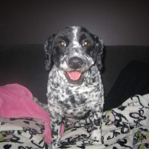 No photo for Roy Boy **On Trial In My New Home**