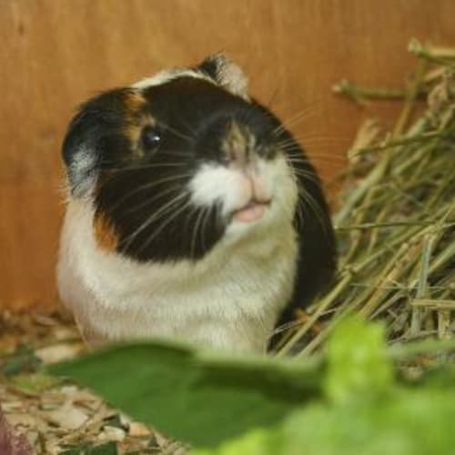 Benji