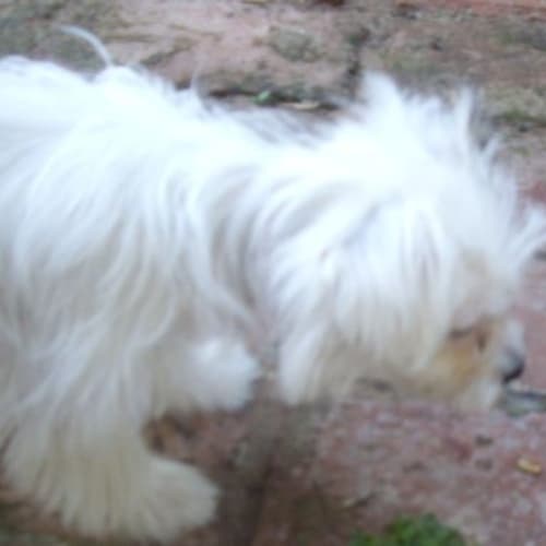 Peaches - Adoption Pending