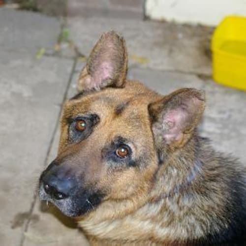 Tex On Hold Pending Adoption
