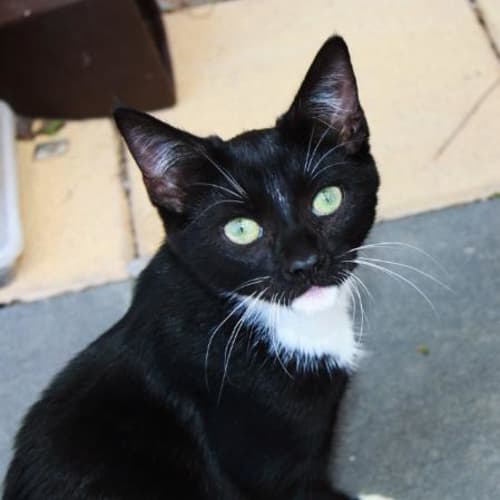 No photo for Baron Von Whiskers