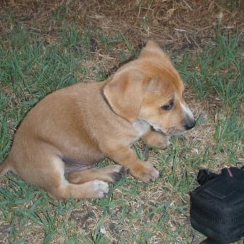 Chitter *Adoption Pending*