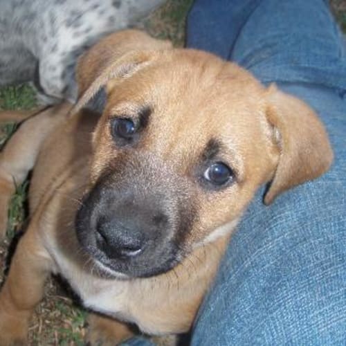 Willow *Adoption Pending*