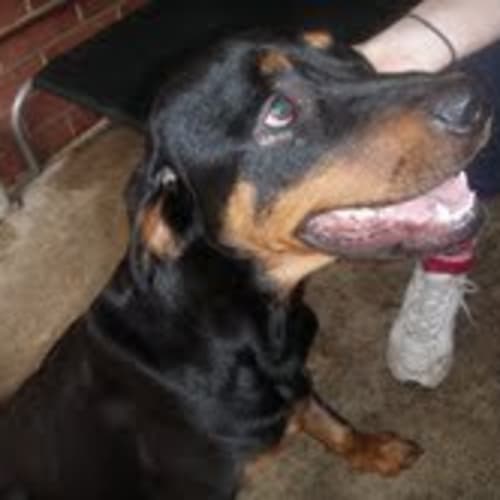 Rotty Dude
