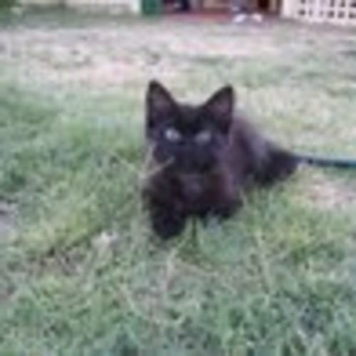 No photo for Kitten