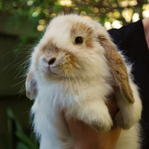 Harry - Desexed and Vaccinated