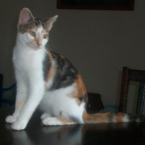 Bella