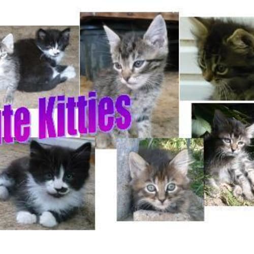 No photo for Cute Kittens