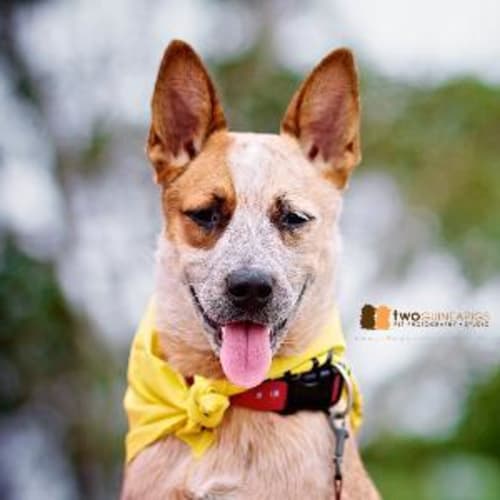 No photo for Sheila *Deaf*   On Trial Adoption