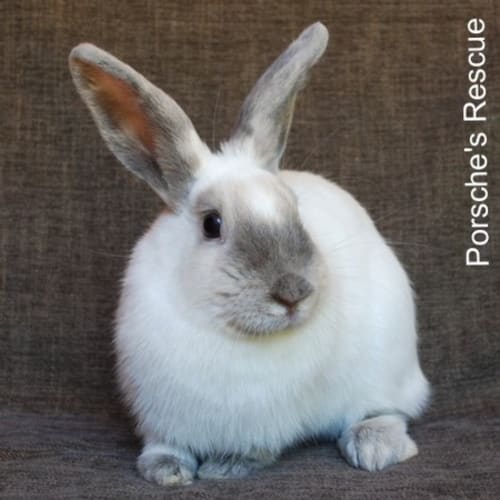Booboo -Vaccinated and Desexed