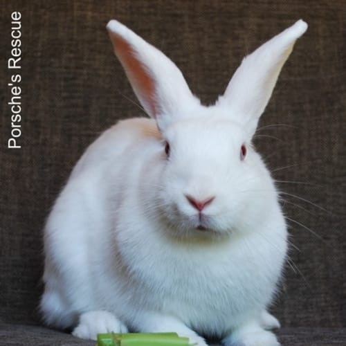 Bobo -Vaccinated and Desexed
