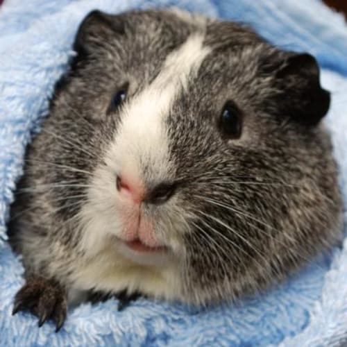 Pino