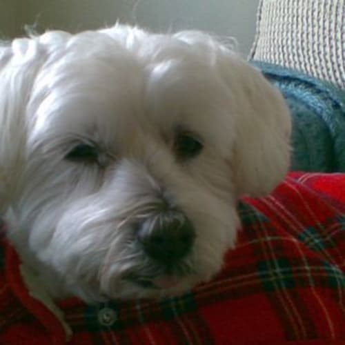 No photo for Sammy   Adoption Pending