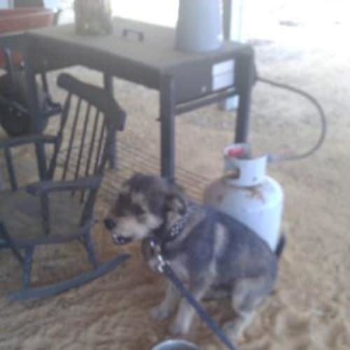 No photo for Scruffy Foster/Adopt