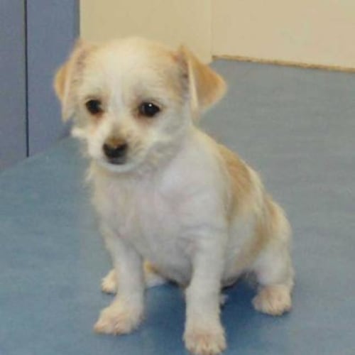 Raine