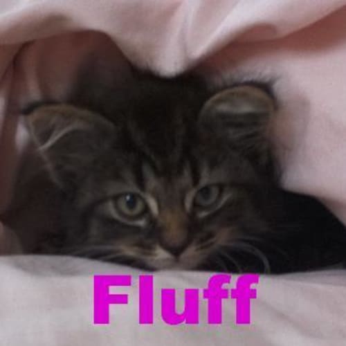 No photo for Fluff