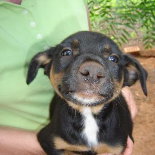 No photo for Adoption Pending   Shelby