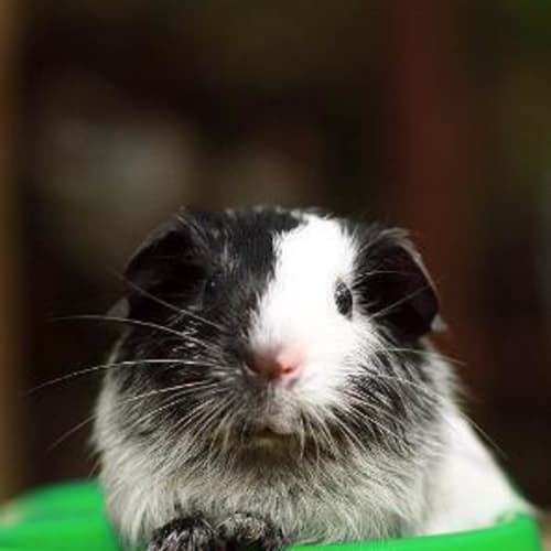 No photo for Anise