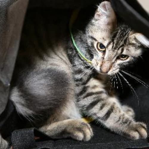 No photo for Tigger   Brad Pitt In Feline Disguise!