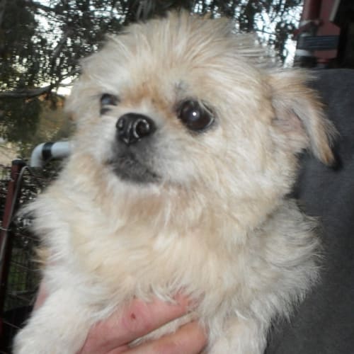 Ming Aka Pocket Rocket