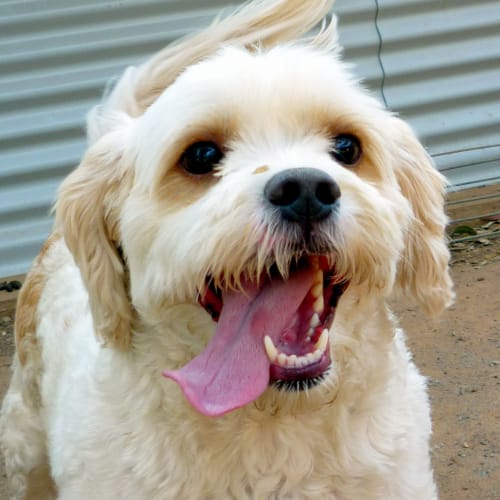 Charly - Adoption Pending