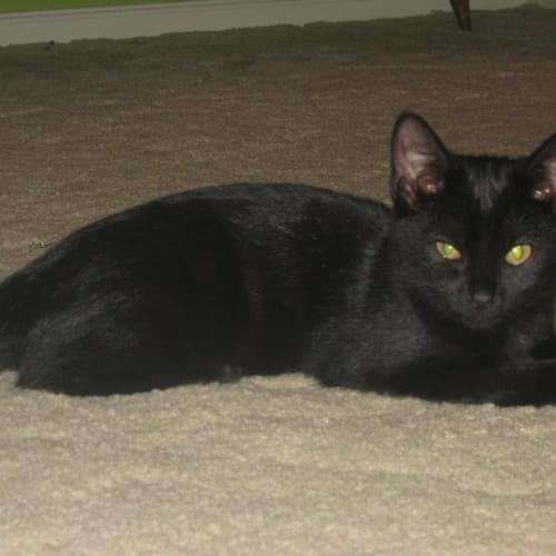 No photo for Dora (On Trial With Her New Family)