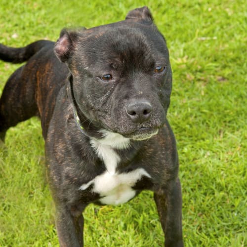 No photo for Boomer Id8999