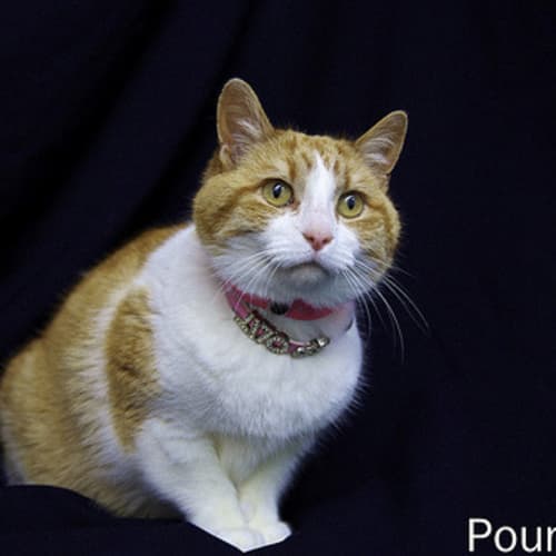 No photo for Pound Cats | Princess