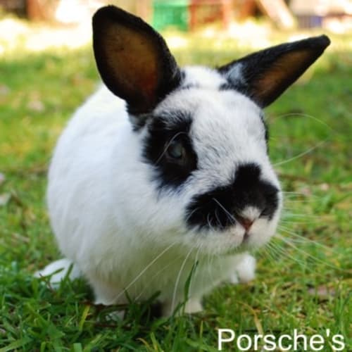 Jazz - Desexed and Vaccinated - Blind