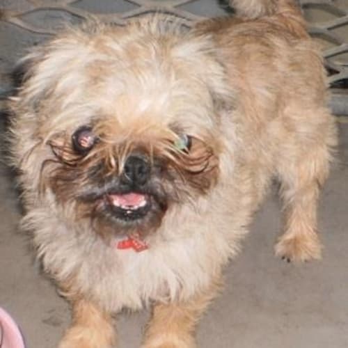 No photo for Bella($450)