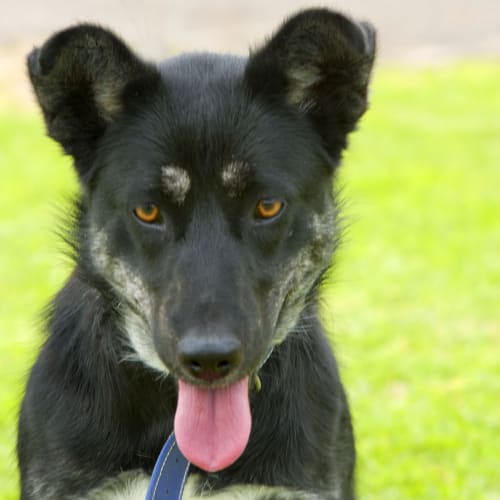 No photo for Shadow Id8929