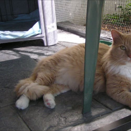 No photo for Angus