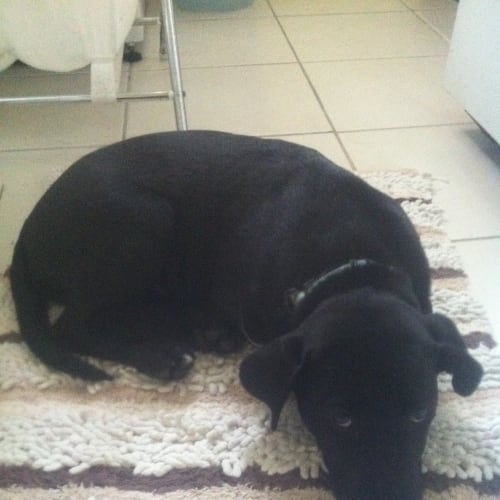 No photo for Jasper (On Trial 1/10/12)