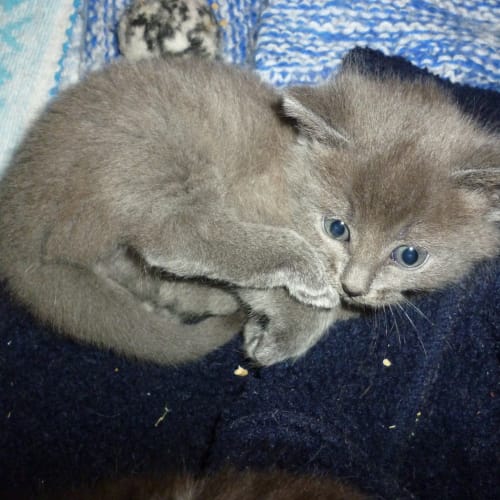 No photo for Russian Blue / Burmese Kittens