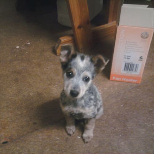 No photo for Georgie