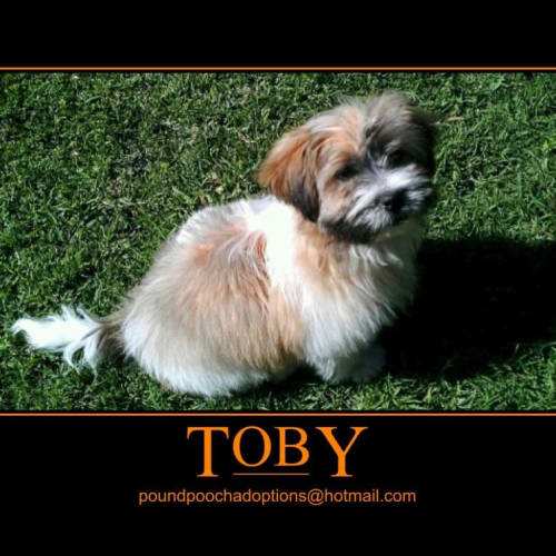 No photo for Toby Is Away On His 2 Week Adoption Trial!
