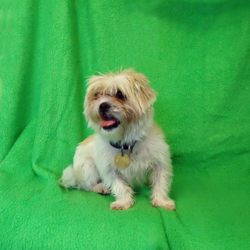 No photo for Daisy