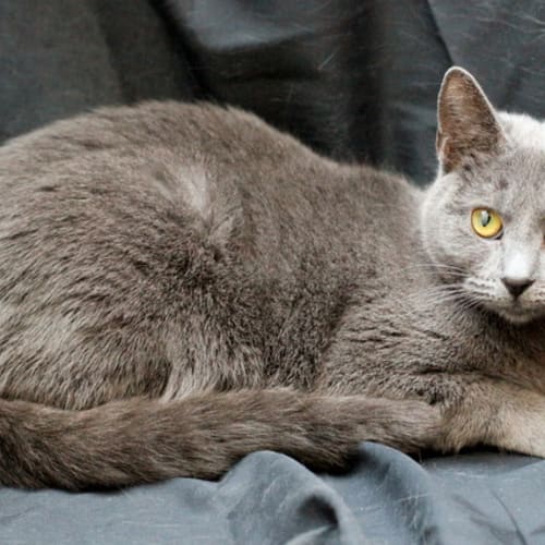 No photo for Pound Cats | Stella