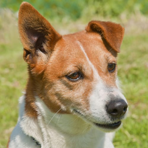 No photo for Jay Jay Id8996