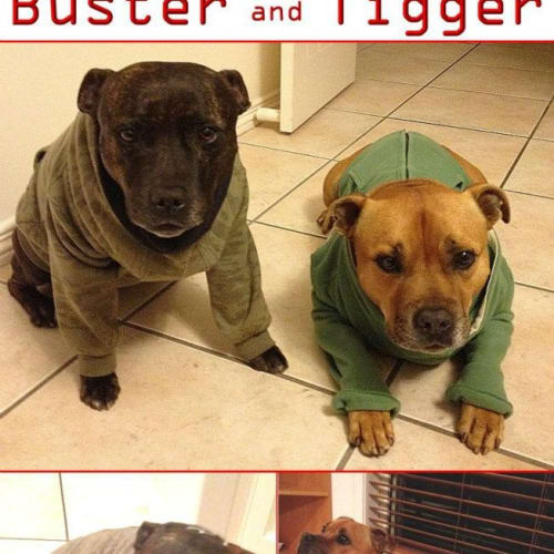 No photo for Buster & Tigger