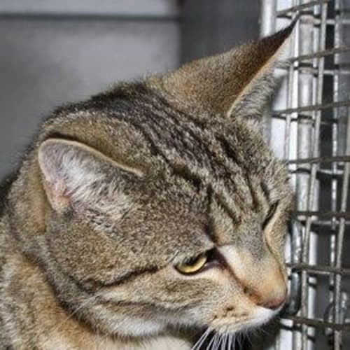 No photo for Tom And Jerrie *Adoption Pending*