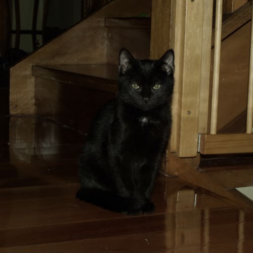 No photo for Pablo On Trial With His New Family