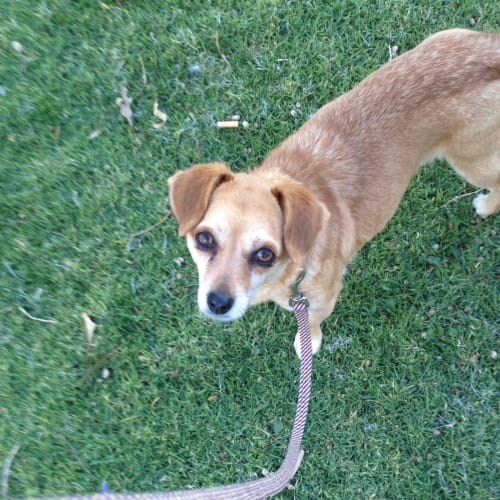 Rose On Adoption Trial