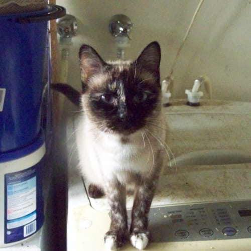 No photo for Ruby, On Trial With Awl
