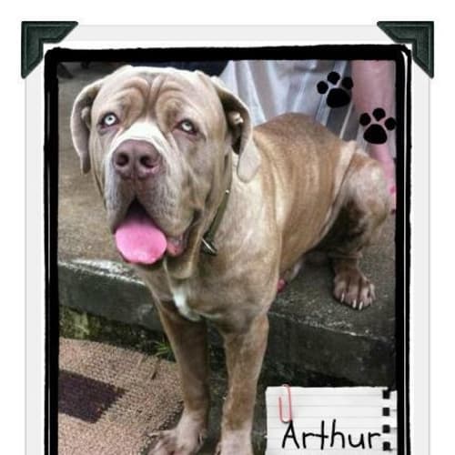 No photo for Arthur
