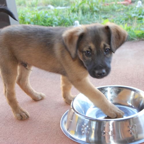 No photo for Beau(nd054)