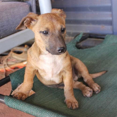 No photo for Cookie( Nd055)