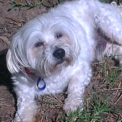 No photo for Max (On Trial 8/10/12)