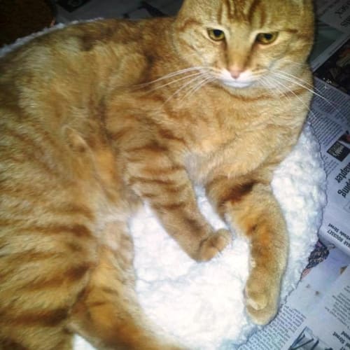 No photo for Garfield