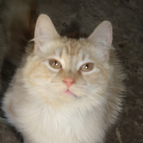 No photo for Jinx